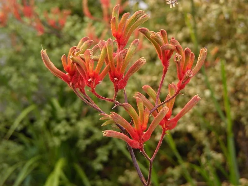 Low Maintenance Full Sun Plants for Australian Gardens Ultimate Backyard