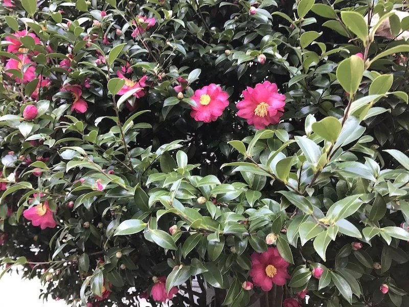 Camellia Varieties Camellia Sasanqua vs Japonica Ultimate Backyard