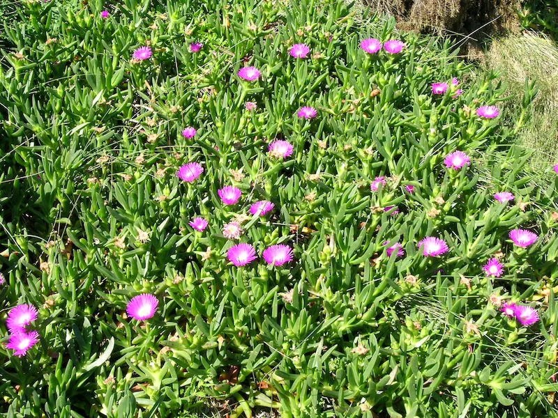 10 Australian Native Purple Flowers for Your Garden Ultimate Backyard