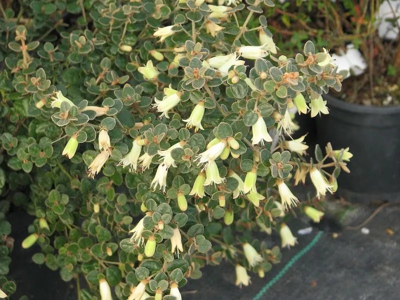 Australian Native Flowers Our Top Picks Ultimate Backyard