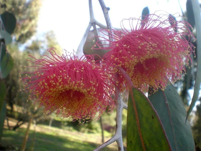 Australian Native Small Trees Our Top Picks Ultimate Backyard