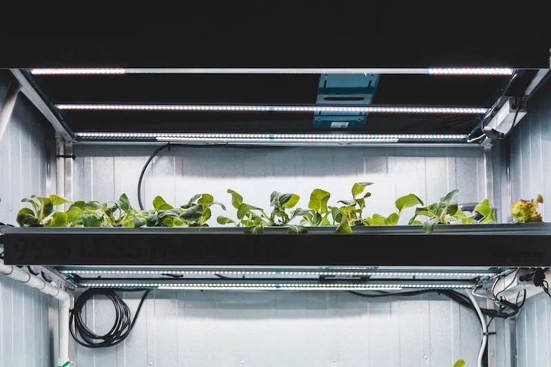 TopRated LED Grow Lights in Australia for 2024 Ultimate Backyard