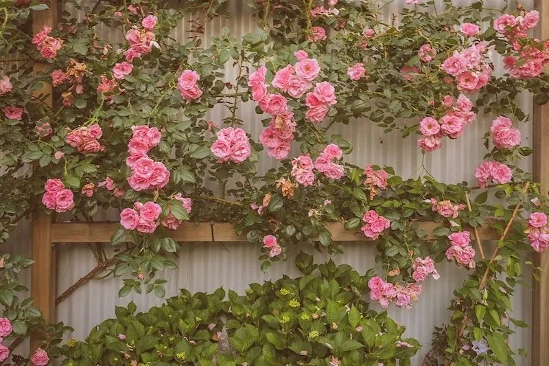 How and When to Prune Roses in Australia Ultimate Backyard