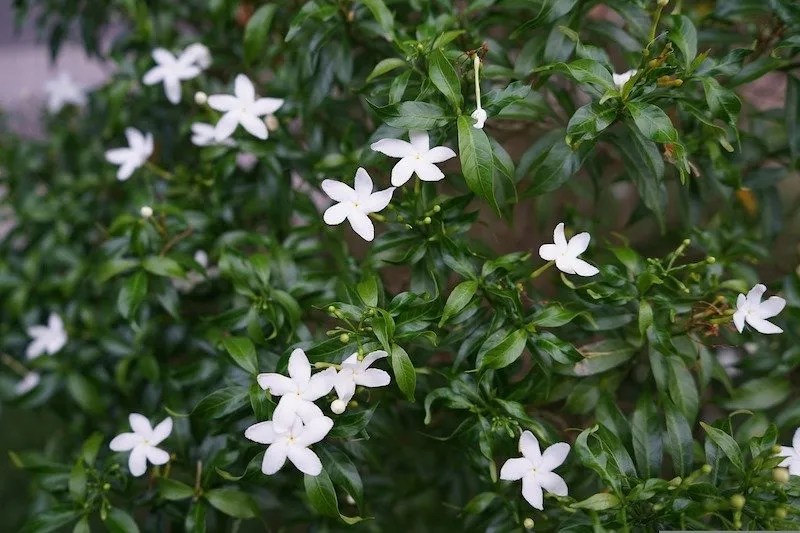 Growing a Gardenia Hedge in Australia Ultimate Backyard