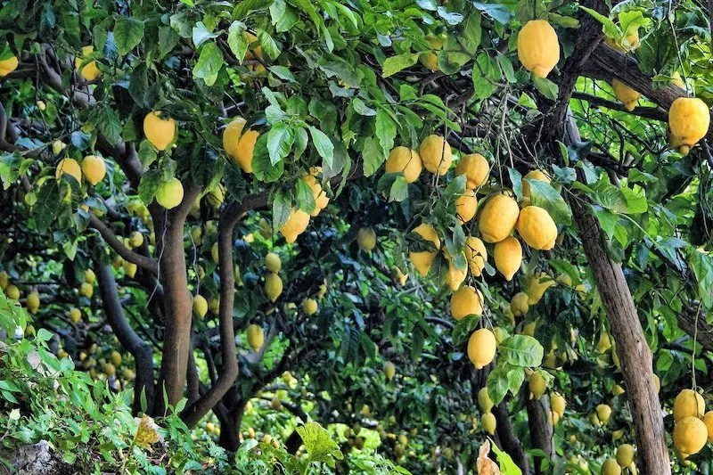 Top Tips for Pruning Lemon Trees in Australia Ultimate Backyard