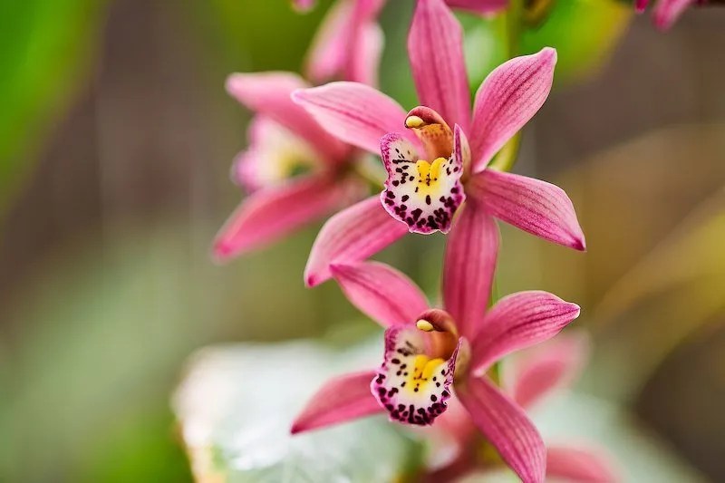 Australian Grow Guide Cymbidium Orchids Ultimate Backyard