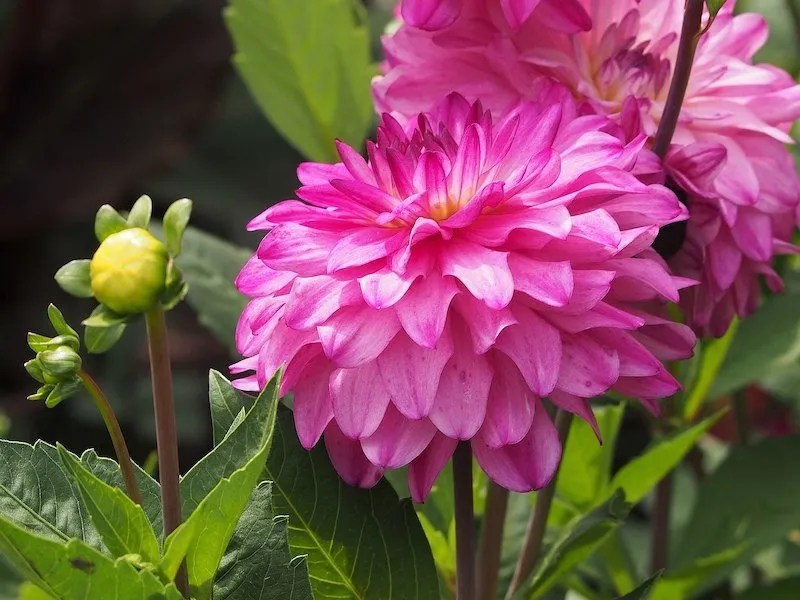 16 Pink Flowers for Your Garden (Australian Guide) Ultimate Backyard
