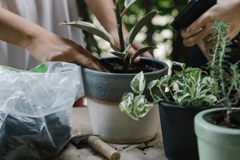 White Mould on Plant Soil What Does it Mean? Ultimate Backyard