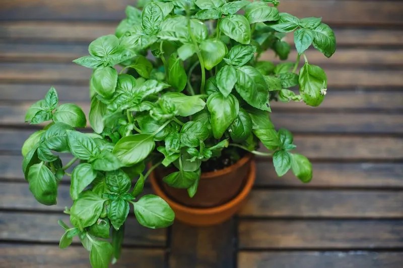 6 Plants That Repel Mosquitoes and Flies (Australian Guide) Ultimate