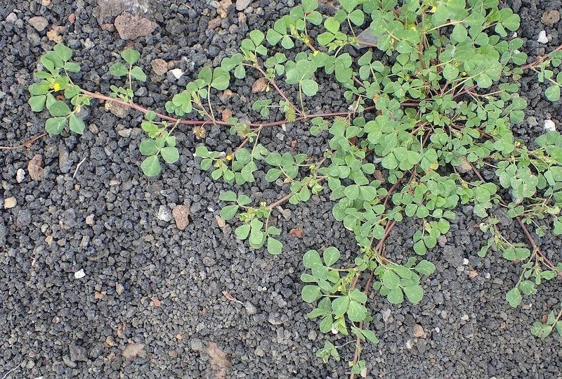 Weeds With Yellow Flowers in Australia (Identification Guide