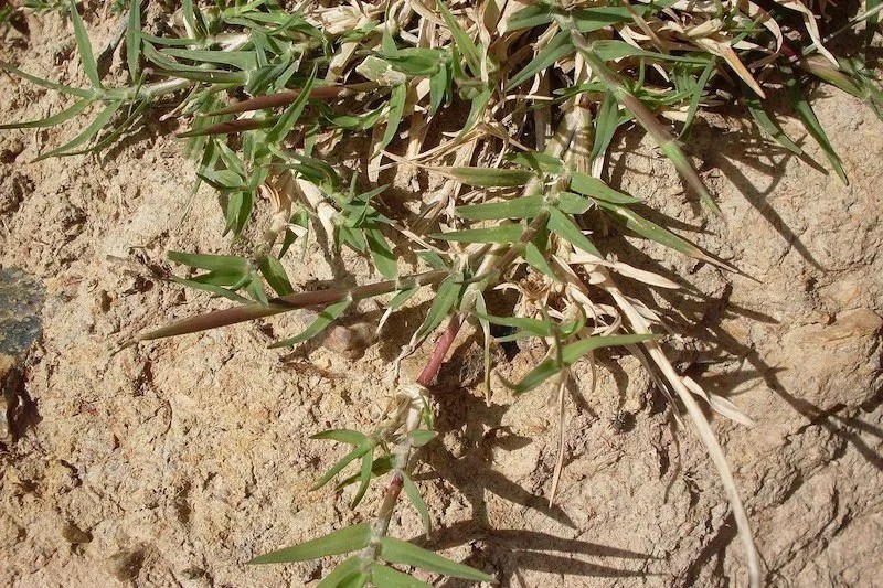 Getting Rid of Couch Grass Weeds in Your Garden Ultimate Backyard