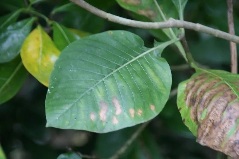Gardenia Problems, Pests, & Diseases (Australia) Ultimate Backyard