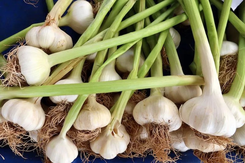 Australian Grow Guide Garlic Ultimate Backyard