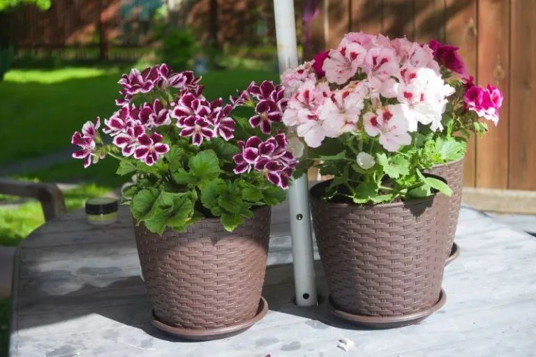 How to Grow and Care For Geraniums in Australia Ultimate Backyard