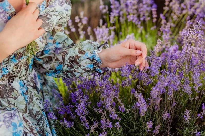 Complete Guide to Propagating Lavender from Cuttings Ultimate Backyard