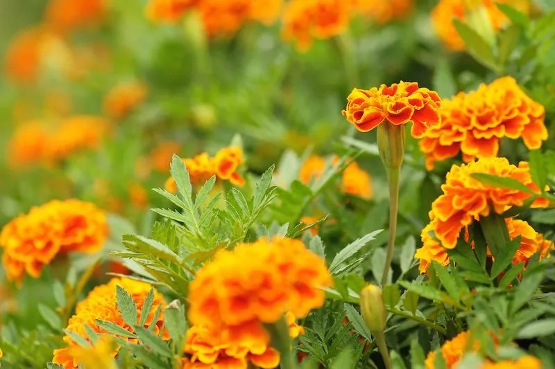 How to Grow Marigold Flowers in Australia Expert Tips Ultimate Backyard