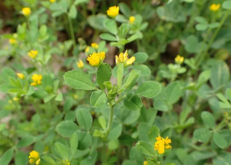 Weeds With Yellow Flowers in Australia (Identification Guide