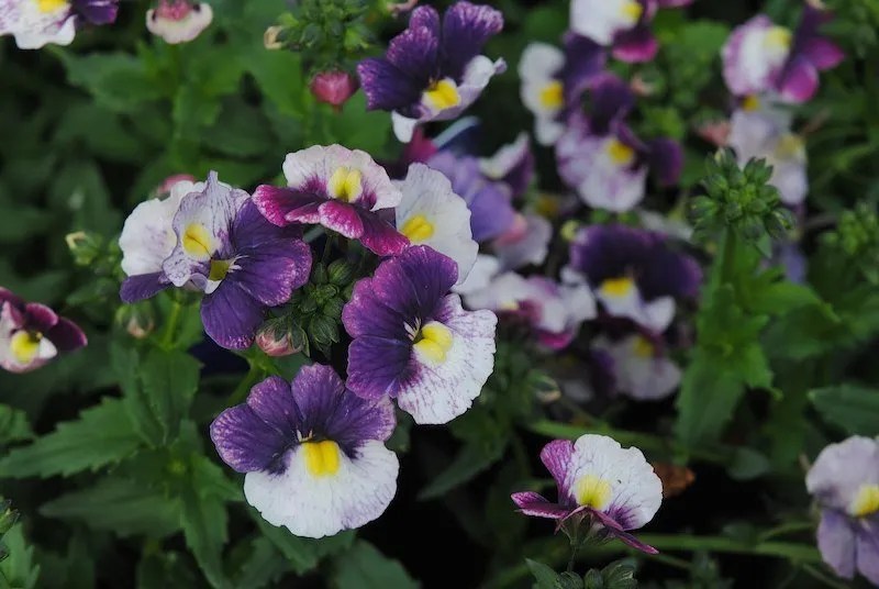 15 White and Purple Flowers for Australian Gardens Ultimate Backyard