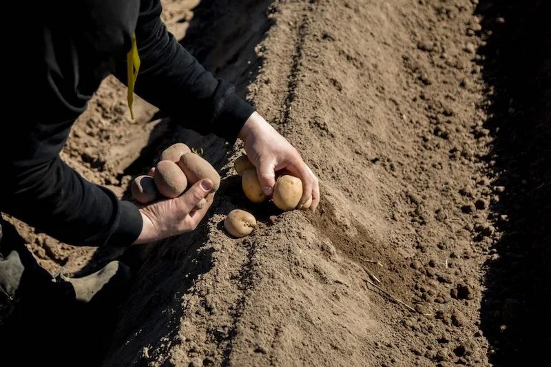 Australian Grow Guide Potatoes Ultimate Backyard