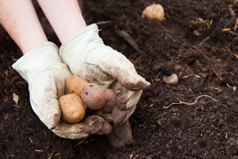When to Plant Potatoes in Sydney NSW Ultimate Backyard