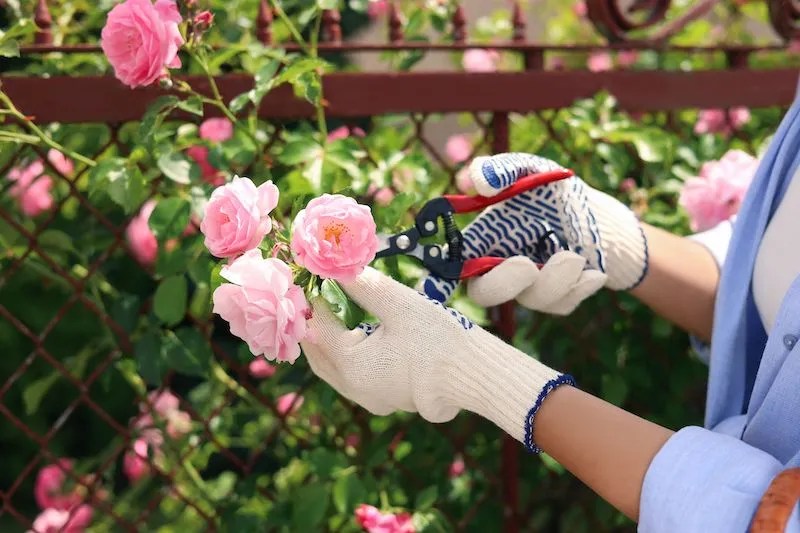 Expert Guide to Pruning Roses in Australia Ultimate Backyard