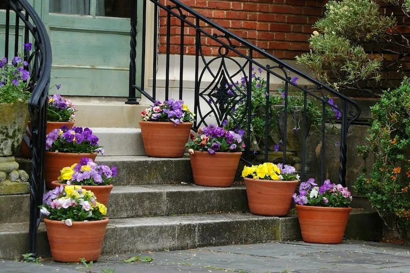 6 Impressive Plants For Pots at Your Front Door and Entrance Ultimate