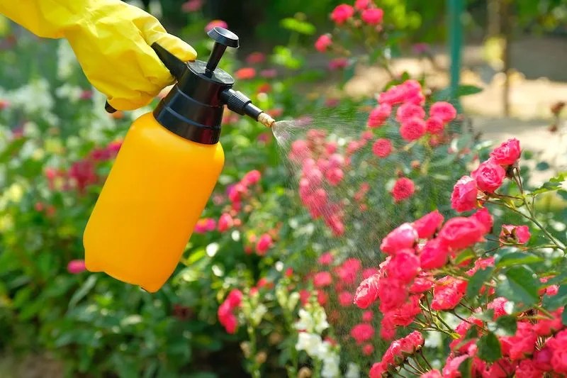 Australian Guide To Using Lime Sulphur On Roses Ultimate Backyard