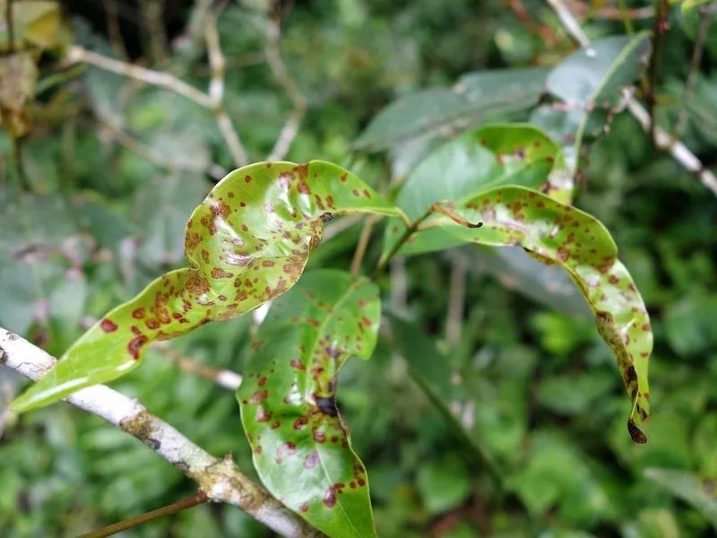 How to Grow a Weeping Lilly Pilly (Waterhousea Floribunda) Ultimate