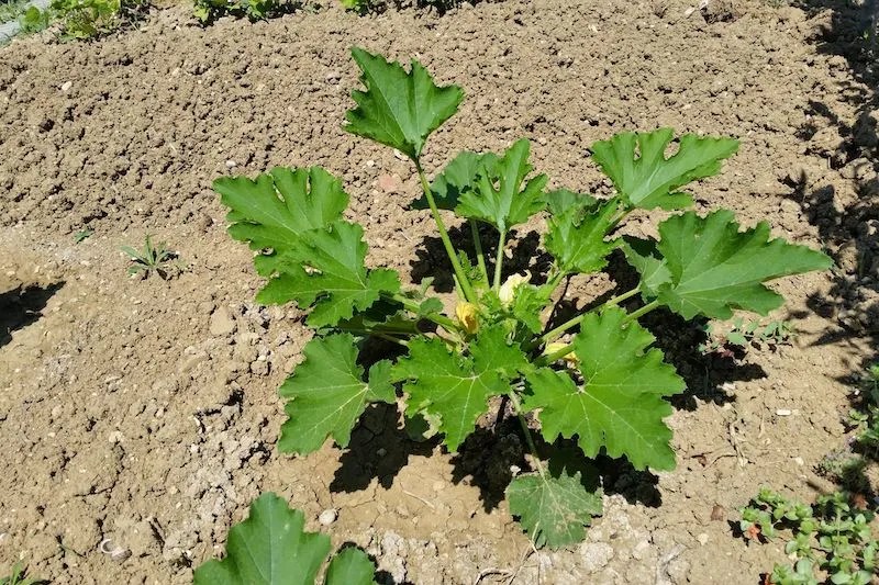 When to Plant Zucchini in Australia Ultimate Backyard