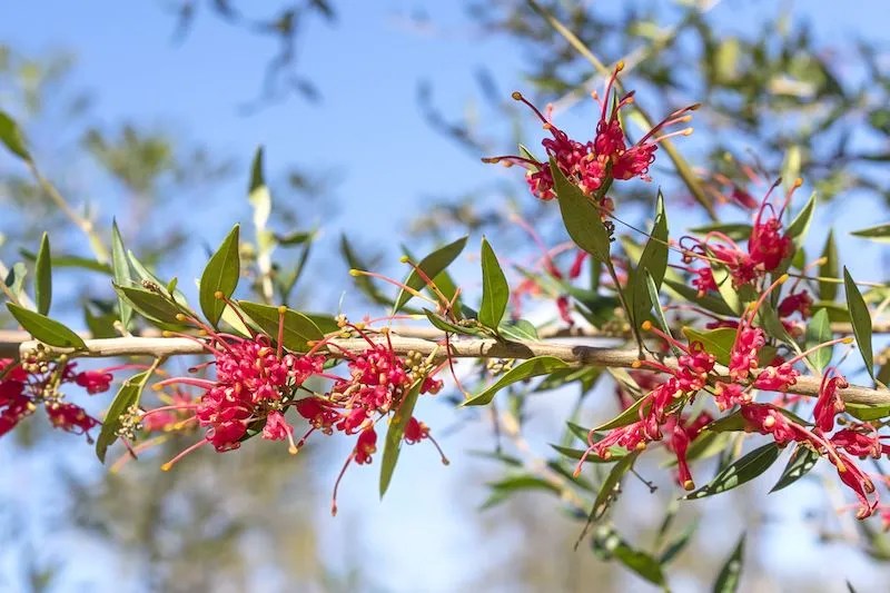 The Best Red Flowers for Australian Gardens Ultimate Backyard
