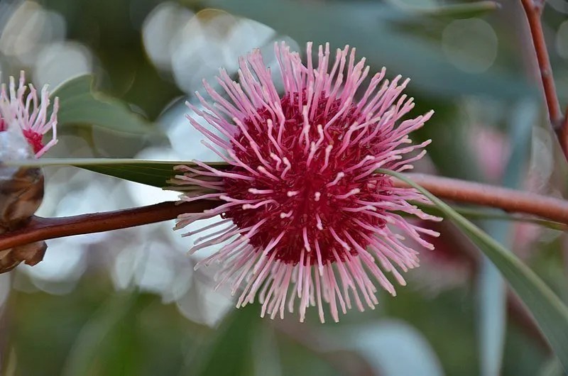 Grow Guide Hakea Laurina (Pincushion Hakea) Ultimate Backyard