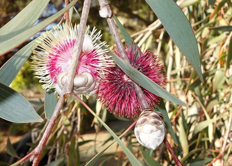 Grow Guide Hakea Laurina (Pincushion Hakea) Ultimate Backyard