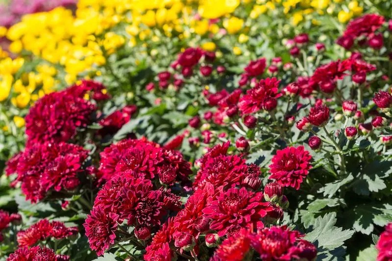 The Best Red Flowers for Australian Gardens Ultimate Backyard