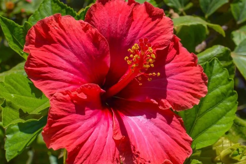 The Best Red Flowers for Australian Gardens Ultimate Backyard