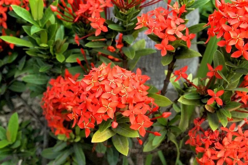 The Best Red Flowers for Australian Gardens Ultimate Backyard
