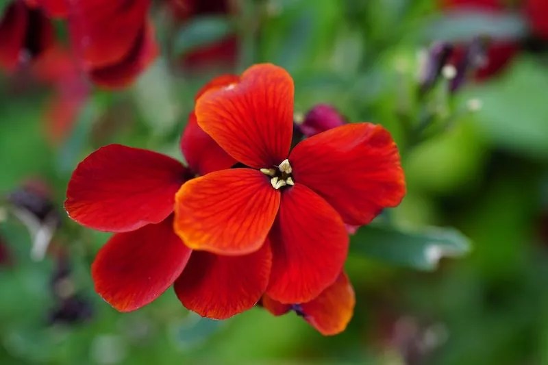 The Best Red Flowers for Australian Gardens Ultimate Backyard