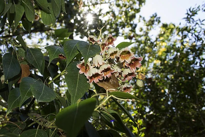 Grow Guide Kurrajong Tree (Brachychiton populneus) Ultimate Backyard