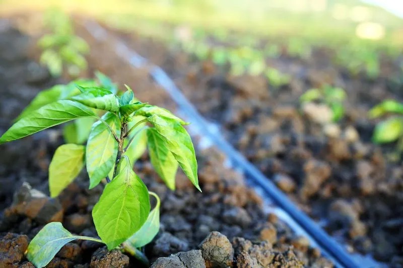 Australian Grow Guide Capsicum Ultimate Backyard