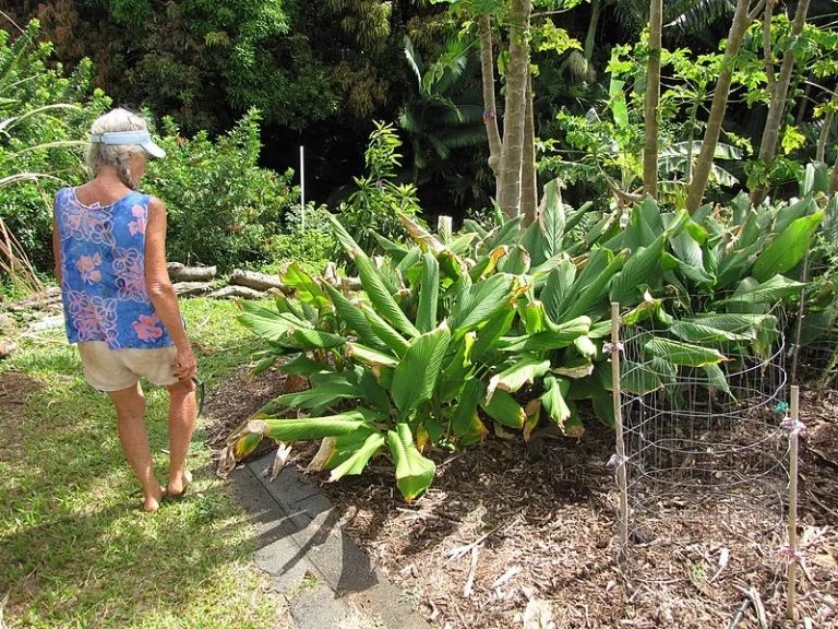 Australian Grow Guide Turmeric Ultimate Backyard