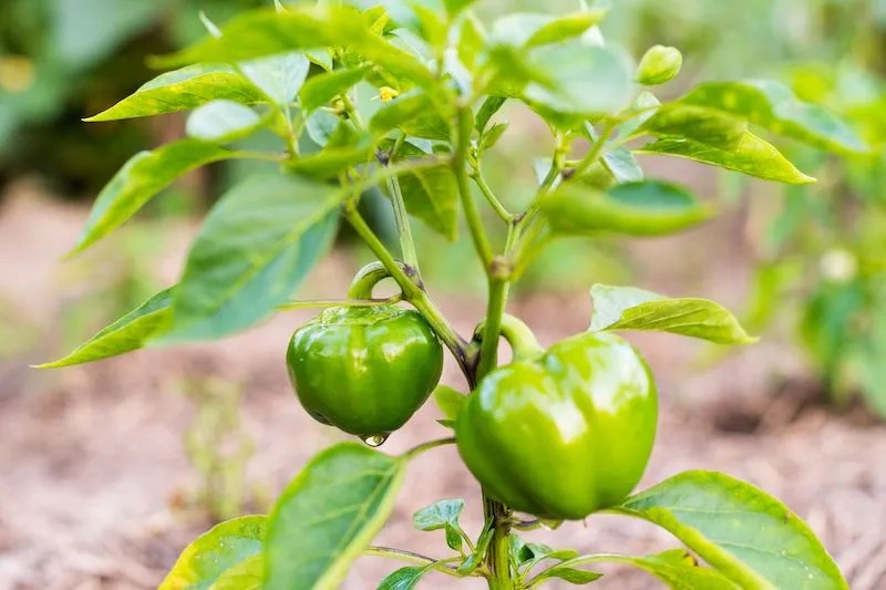 Australian Grow Guide Capsicum Ultimate Backyard
