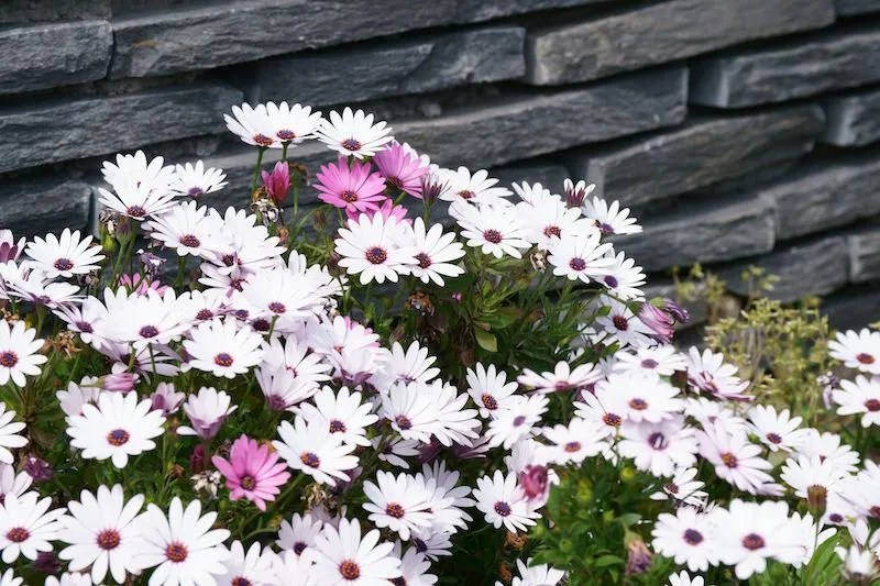 9 Perennial Flowers for Australian Gardens Ultimate Backyard