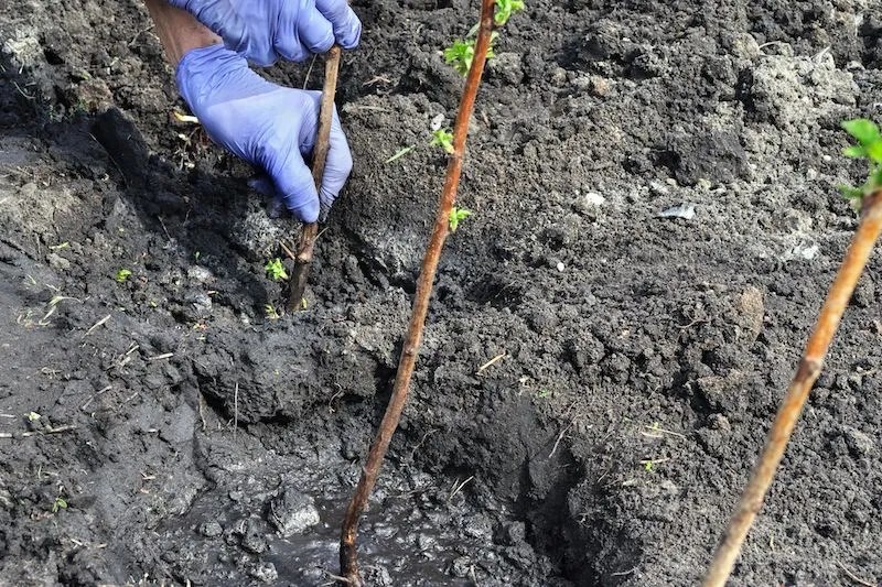 Complete Guide to Growing Raspberries in Australia Ultimate Backyard