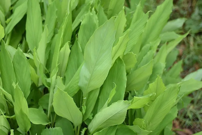 Australian Grow Guide Turmeric Ultimate Backyard