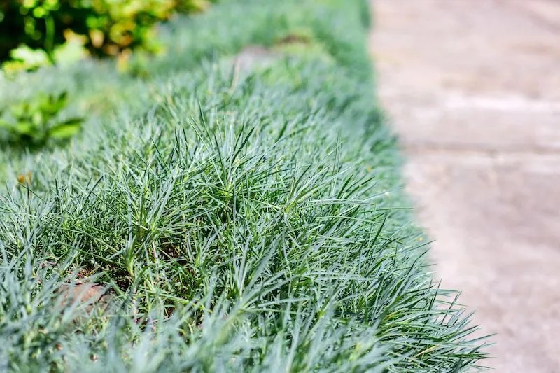 12 Hardy Border Plants for Australian Gardens Ultimate Backyard