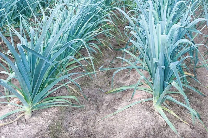 Australian Grow Guide Leeks Ultimate Backyard
