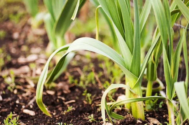 Australian Grow Guide Leeks Ultimate Backyard