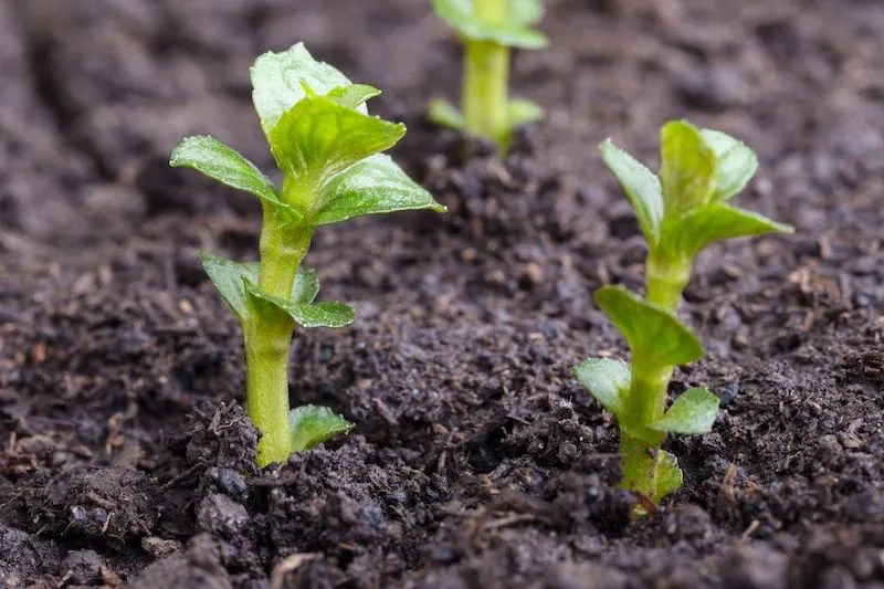 Beginner's Guide to Growing Mint in Australia Ultimate Backyard