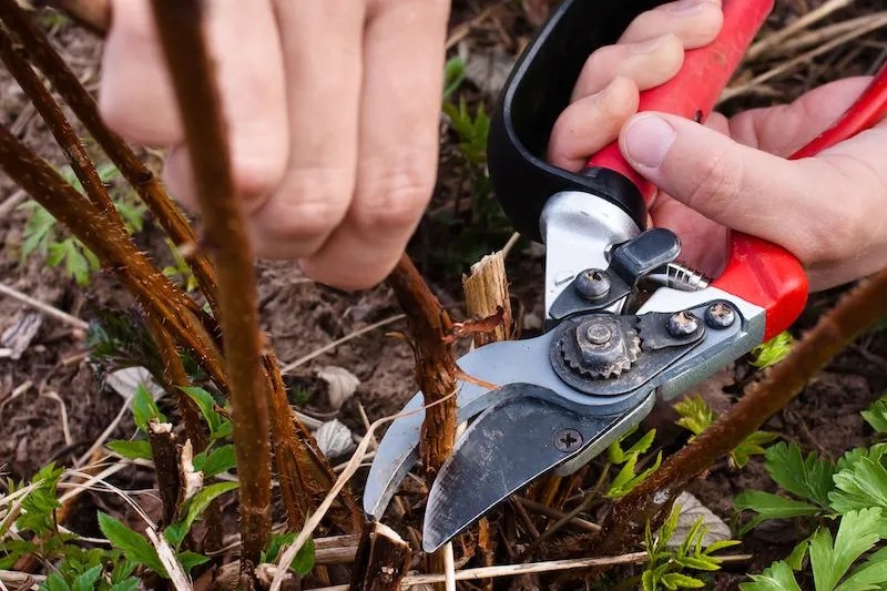 Complete Guide to Growing Raspberries in Australia Ultimate Backyard