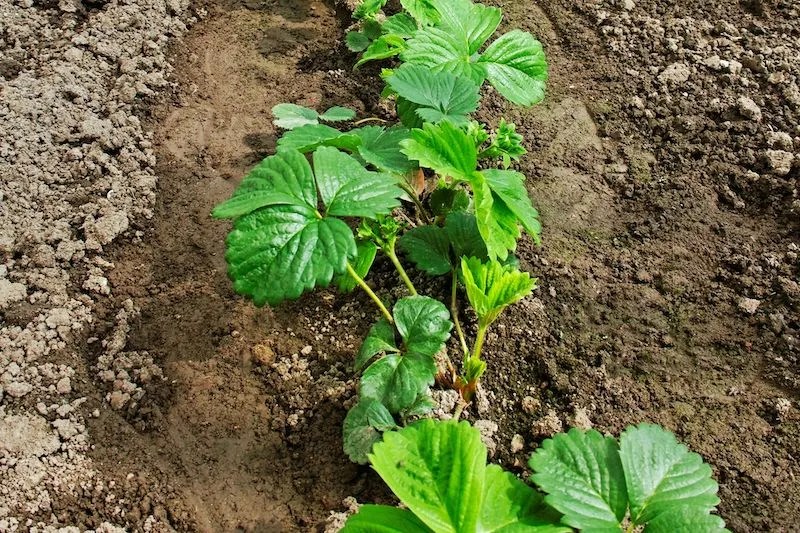 Australian Grow Guide Strawberries Ultimate Backyard