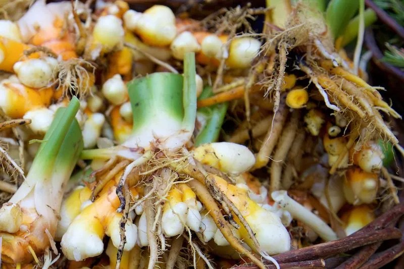 Australian Grow Guide Turmeric Ultimate Backyard